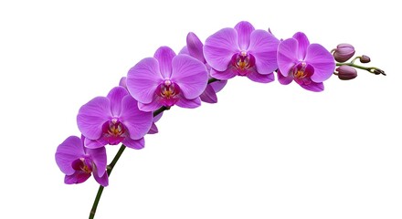 Obraz premium purple orchid isolated on white background
