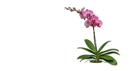 Fototapeta premium lily white pink orchid of the valley