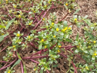 Common purslane plant (Portulaca oleracea) in outdoor garden 