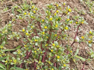 Common purslane plant (Portulaca oleracea) in outdoor garden 