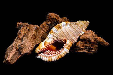 Hairy Triton Shell on Driftwood, Natural Coastal Art