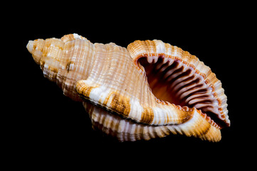 Hairy Triton Shell, Isolated on Black Background