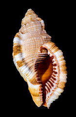 Hairy Triton Shell, Isolated on Black Background