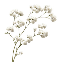 Realistic vector image of a delicate white baby's breath isolated on transparent background