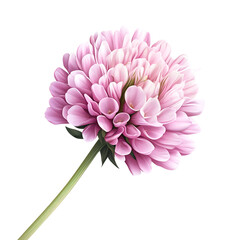 Realistic vector image of a pale pink clover flower isolated on transparent background

