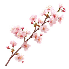 Obraz premium Realistic vector image of a soft pink cherry blossom isolated on transparent background