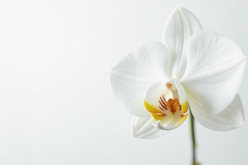 Fototapeta premium Delicate white orchid blossom on pure white background, plant, blossom, image