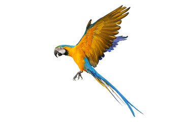 Colorful flying Blue and Gold Macaw parrot isolated on transparent background png file