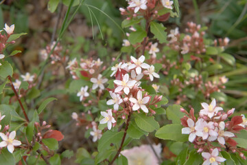 ヒメシャリンバイ（Rhaphiolepis umbellata）／褐色の若葉が出てピンクの花が咲いた低木／バラ科・4月