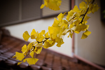 Japan Kanto Tokyo