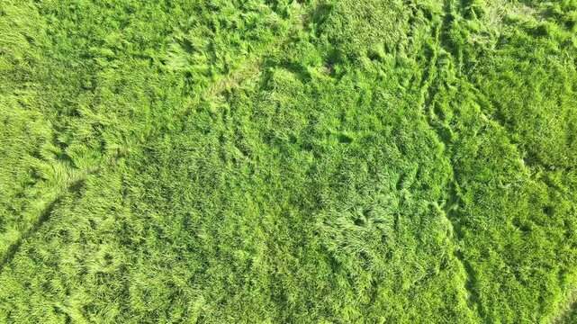 green grass texture