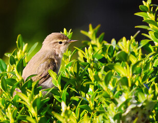 A small bird sits on a bush and watches the surroundings.