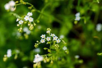 Close-up photo of a small, cute purple Myosotis nemorosa flower blooming in spring