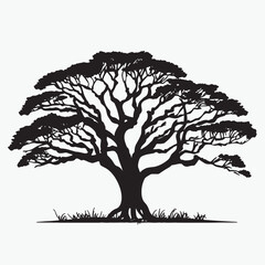 Fototapeta premium Cinchona Tree Silhouette Isolated on White Background