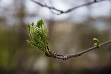 the budding poplar tree in spring.