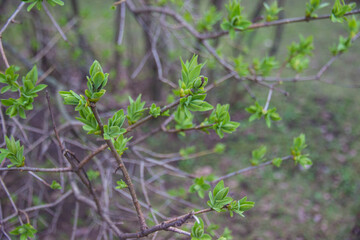 the budding leafs  tree in spring.