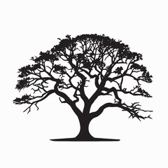 Obraz premium Cinchona Medicinal Tree Silhouette Isolated