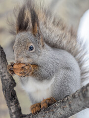 The squirrel with nut sits on tree in the winter or late autumn