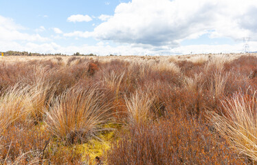 Desert Road tussock