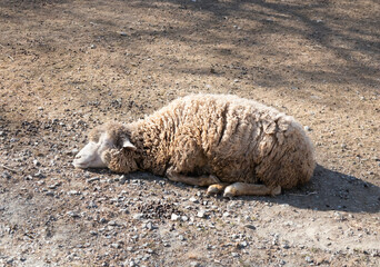 寝ている羊