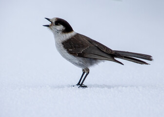 Bird singing on snow-covered ground in a winter landscape during daylight hours