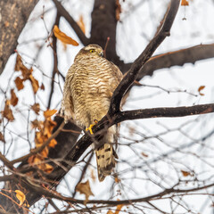 A Eurasian sparrowhawk perched on a branch of a tree outdoors.