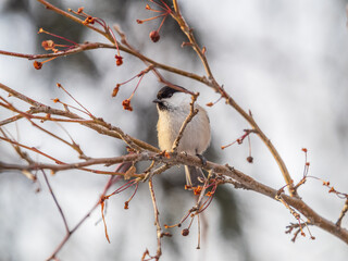 Cute bird the willow tit, song bird sitting on a branch without leaves in the winter.