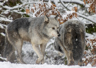 Fototapeta premium Wolves roaming in the snowy forest during winter, showcasing their natural behavior and surroundings in a serene landscape