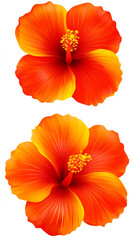 Bright and vibrant hibiscus flowers in shades of orange and yellow, showcasing intricate petal details and striking appearance. These floral designs evoke sense of tropical beauty and warmth
