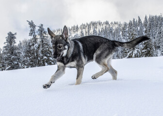 Dog plays joyfully in fresh snow in a scenic winter landscape with trees and cloudy sky