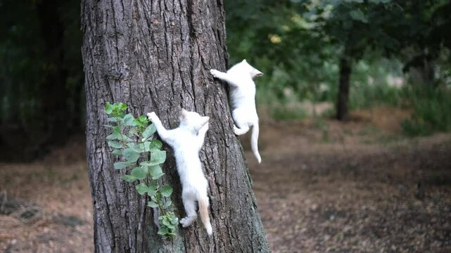 Cute white kittens play in the forest near tree trunk. Homeless kitten in the park on autumn leaves