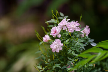 Close-up of a pink climbing rose (Rosa setigera) blooming in spring