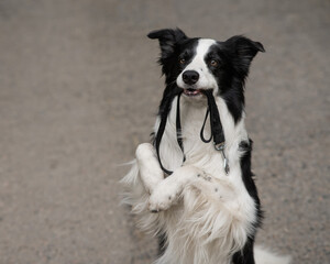 Border collie holding leash in mouth outdoors. 
