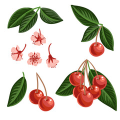 vector drawing cherry red berries, flowers and green leaves isolated at white background, hand drawn illustration