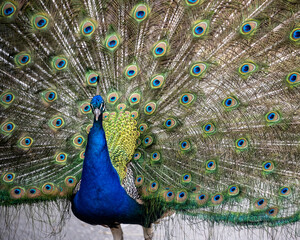 Obraz premium Colorful peacock displaying its feathers in a natural habitat during daytime