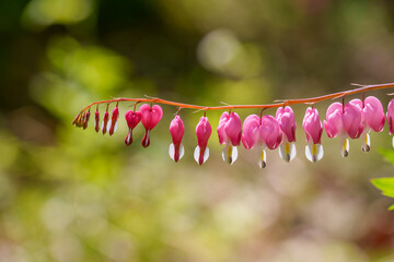 Close-up of a pink bleeding heart (Lamprocapnos) blooming in spring