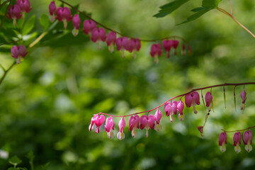 Close-up of a pink bleeding heart (Lamprocapnos) blooming in spring