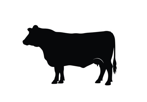 Angus Cow Silhouette. This image shows a black silhouette of an Angus cow, also referred to as a bovine or cattle, standing in profile view. Vector clipart illustration design.