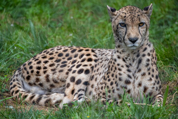 Cheetah resting on green grass in a natural habitat during the day