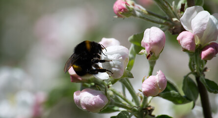 Busy bumblebee gathers nectar from an apple blossom in full bloom.