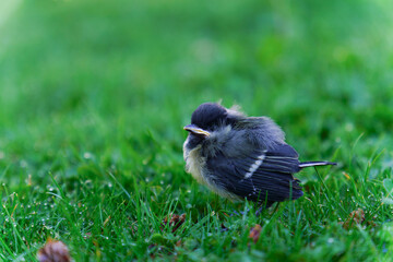 A fluffy baby bird explores the vibrant green grass.