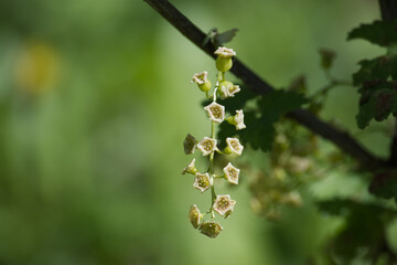 Close-Up of Green Currant Blooming in a Sunlit Natural Setting