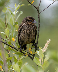 Female black winged blackbird perched on a branch among green leaves in a natural habitat during a serene afternoon