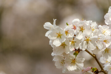 春爛漫の桜の花