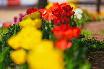 春の赤城南面千本桜のチューリップ