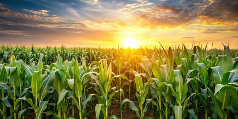 Sunset Cornfield Long Exposure Photography - Golden Hour Rural Landscape