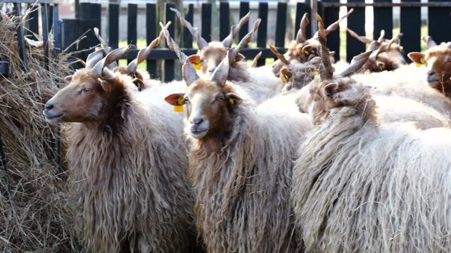 Pan shot of Hungarian Racka sheeps with horns in an enclosure during the day, outdoor, handheld shot