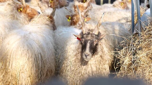 Medium shot of Hungarian Racka sheeps in an enclosure during the day, outdoor, handheld shot
