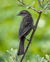 Female red winged blackbird perched on a branch in a lush green environment during daylight hours