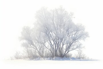 Frosty winter bush, snow-covered branches, isolated on white